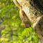 Indian Palm Squirrel