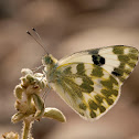 Mariposa (Bath White)