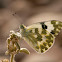 Mariposa (Bath White)