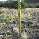 Common Mullein