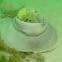 Northern Moon Snail