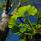 Gingko
