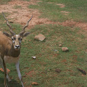 Blackbuck