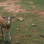 Blackbuck