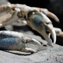 Sheep Crab