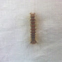 Gypsy Moth Caterpillar