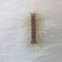 Gypsy Moth Caterpillar
