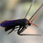 Blue Winged Wasp