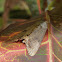 Moth