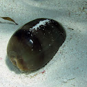 Cowry