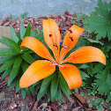 Lily