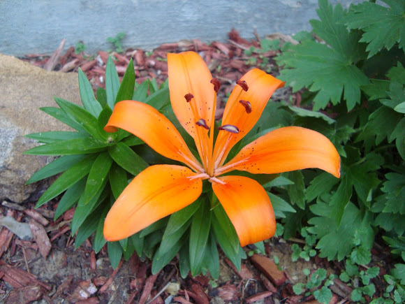 Spotting Image 1