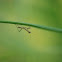 baby praying mantis