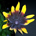 Black eyed susan