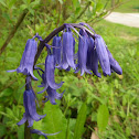 Common Bluebell