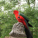 Australian King Parrot