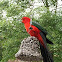 Australian King Parrot