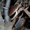 deer shield