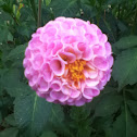 Dahlia