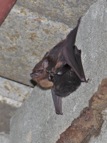 Spotting Image 1