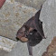 Greater White-lined bat