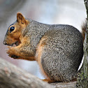 Squirrel