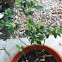 Blueberry Bush