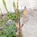 Common horsetail