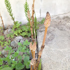 Common horsetail