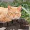 Gato Urbano