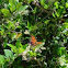 Question Mark Butterfly