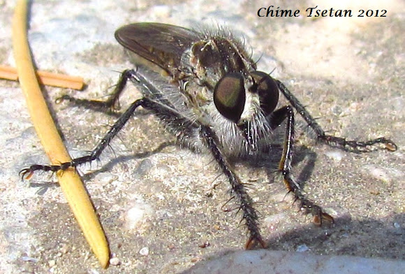 Spotting Image 1