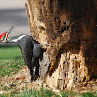 Pileated Woodpecker
