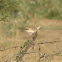 Indian Bush Lark