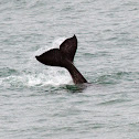 Gray Whale
