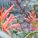 Orange Plume Flower