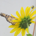 Monarch butterfly