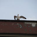 Seagull (Gabbiano)