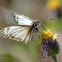 Veined White-Skipper