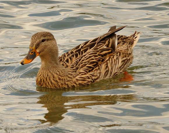 Spotting Image 1