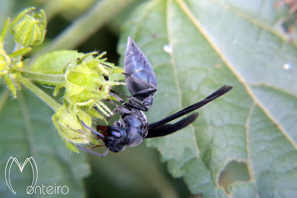 Marimbondo-tatu (Armadillo wasp) | Project Noah
