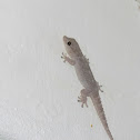 Gecko