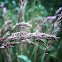 grass seeds