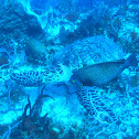 Hawksbill Sea Turtle