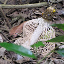 Long Net Stinkhorn