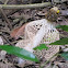 Long Net Stinkhorn