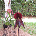 Orquidea