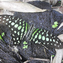 Tailed Jay Butterfly