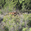 cow, elk