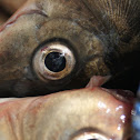 tilapia